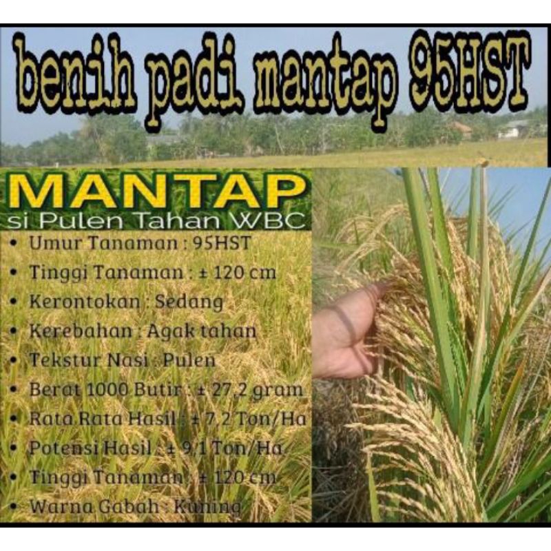 BENIH PADI MANTAP 95HST BERKUALITAS UNGGUL PER 1KG