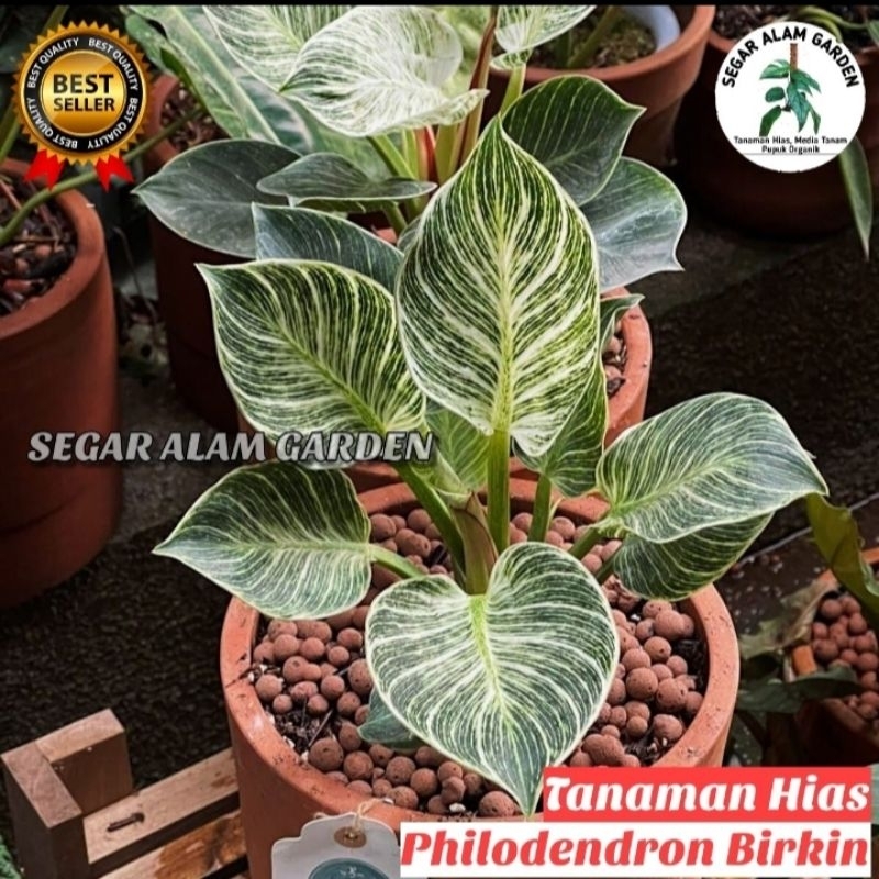Tanaman Hias Philodendron Birkin - Philodendron Birkin