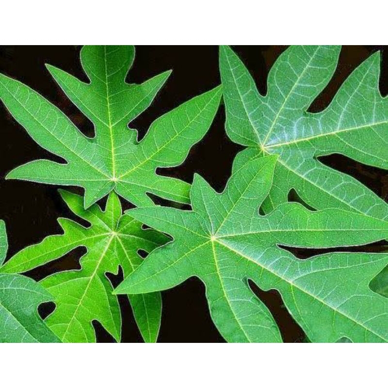 

daun pepaya segar di petik ketika ada orderan