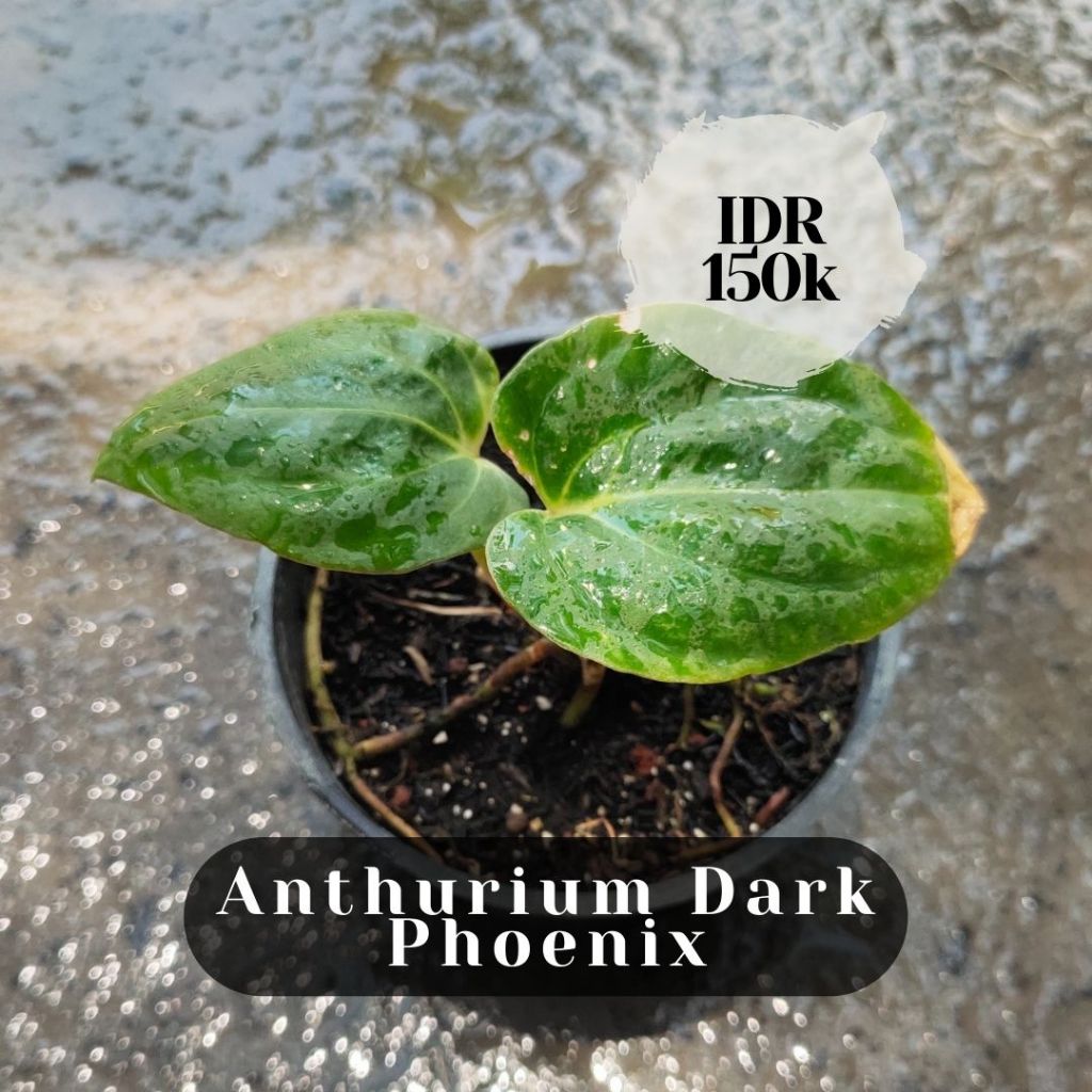 Anthurium Dark Phoenix