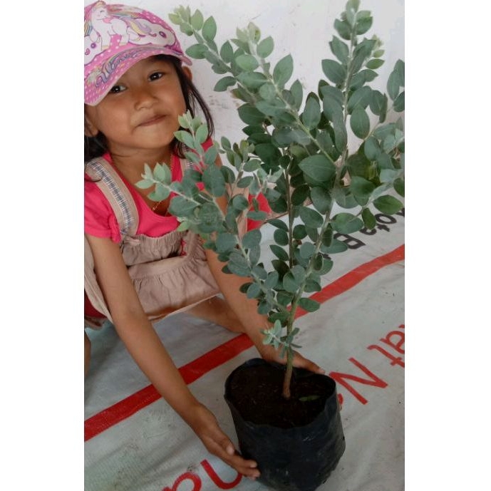 Tanaman Hias Memusa/ Daun Silver Memusa , Eucalyptus Cinerea