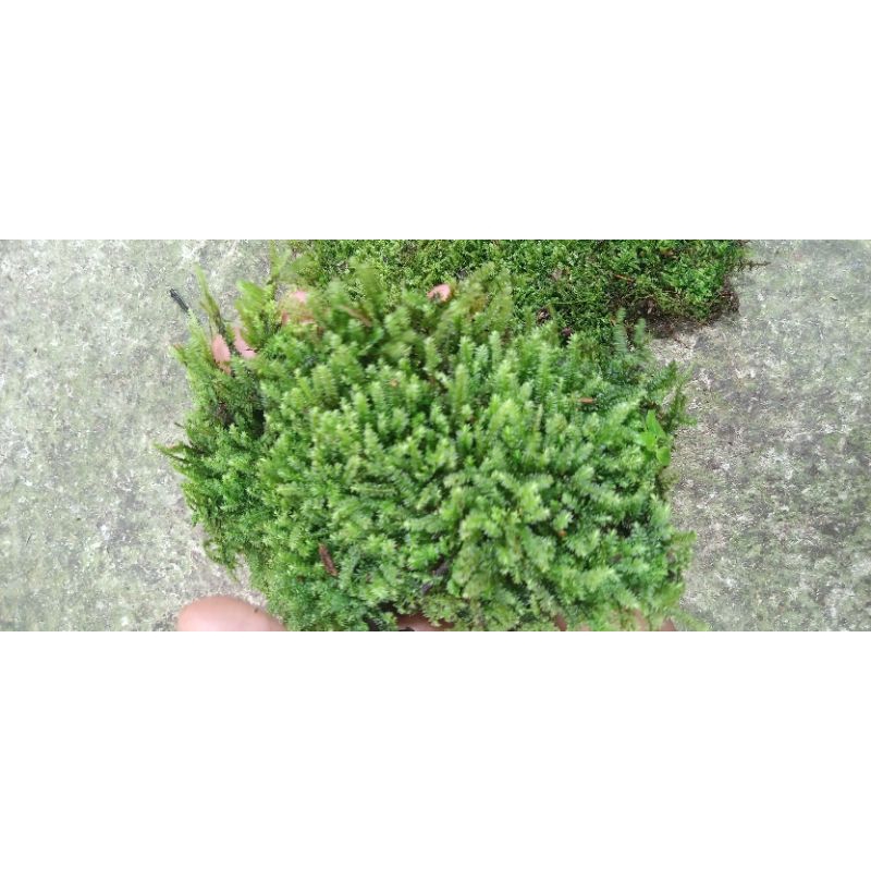 mos gorontalo mos darat paludarium