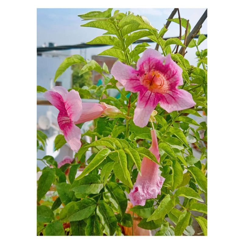 bibit bunga pink tecoma/stecoma pink/tanaman hias murah