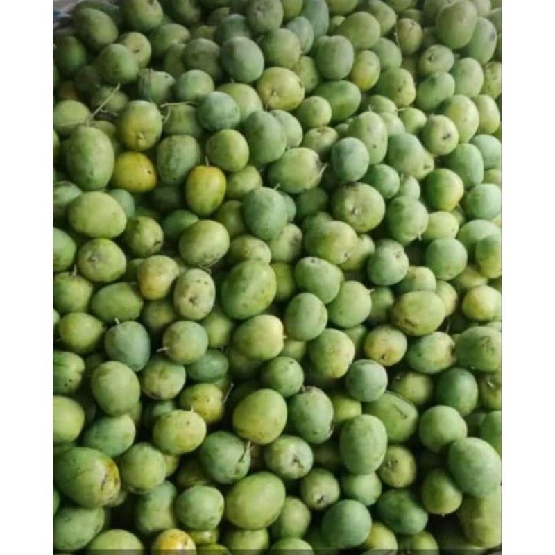 

Mangga Mardi Situbondo