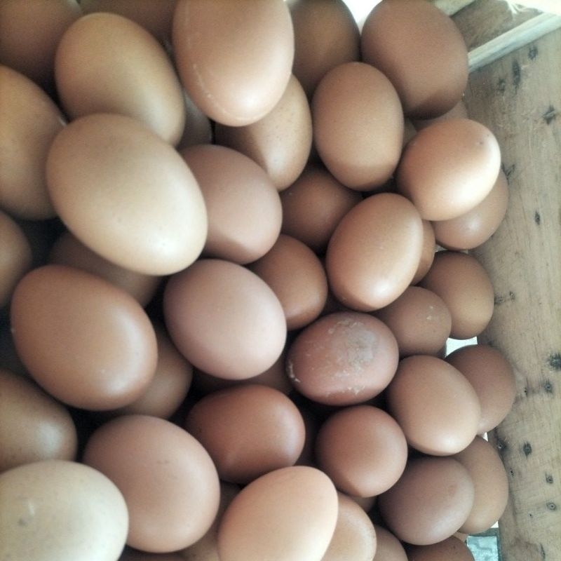 

Telur Ayam