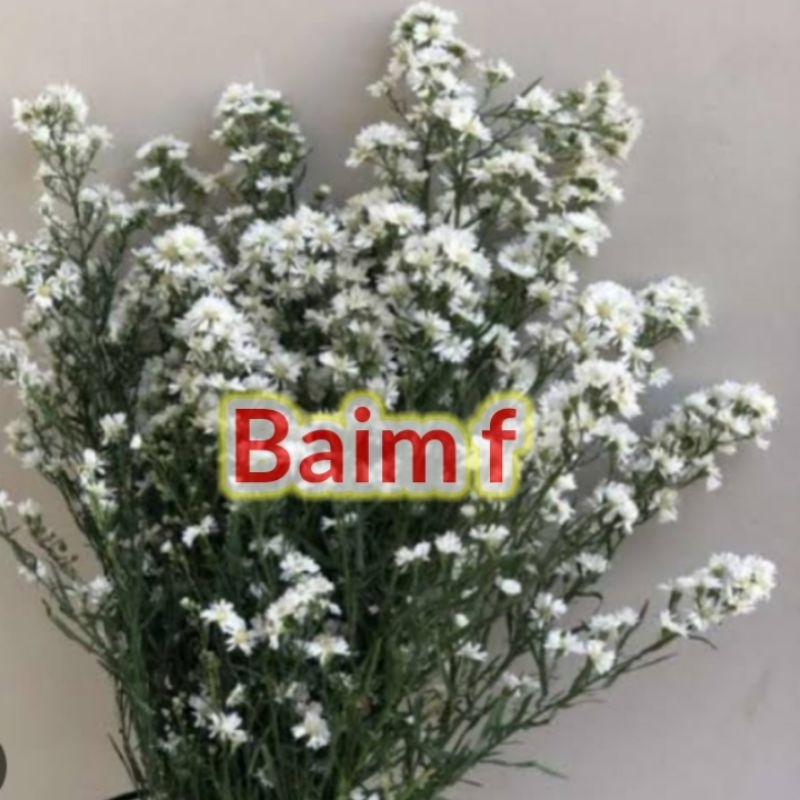 BUNGA PIKOK PUTIH ASLI