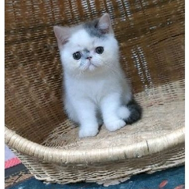 kitten exo peaknose jantan non ped