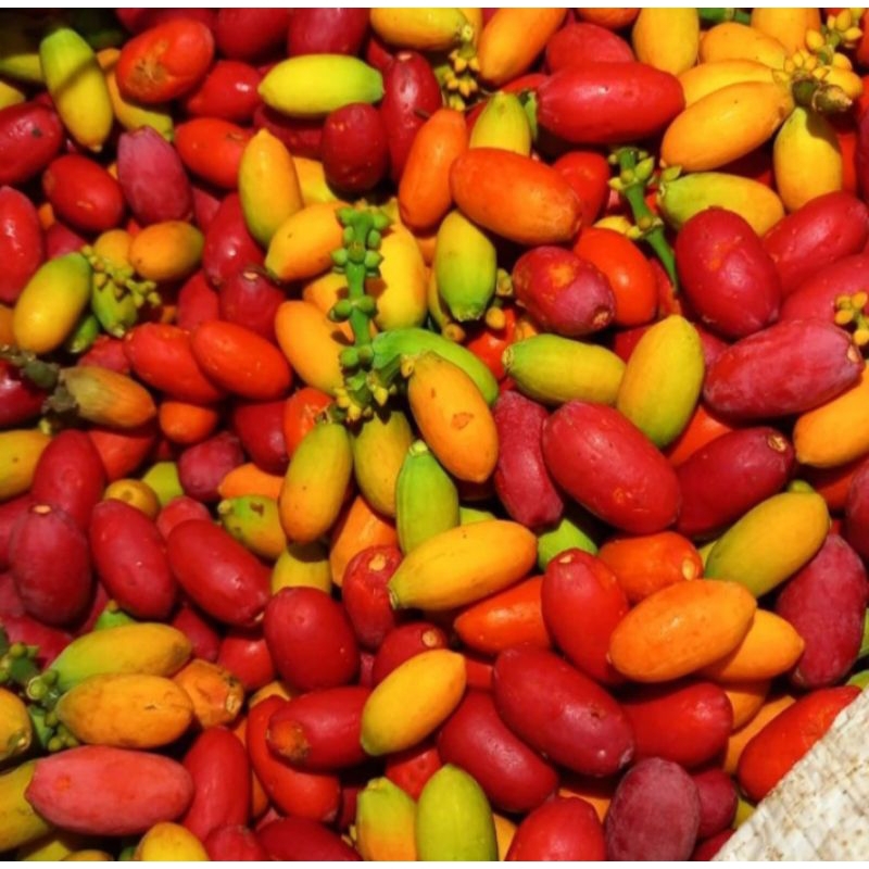 

melinjo segar 1kg 25.000