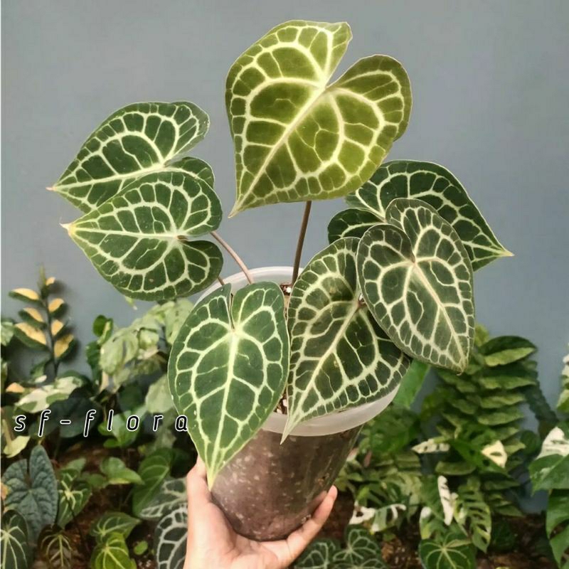 Anthurium clarinervium Tarantula-Anthurium Tarantula- Anthurium