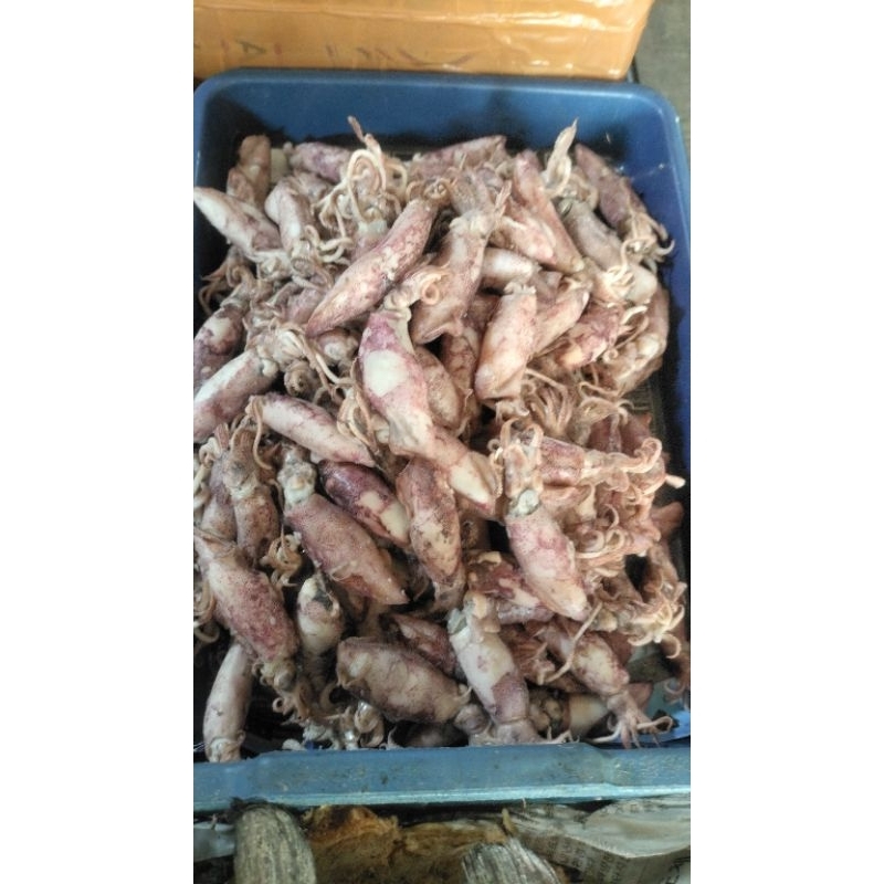 

cumi asin