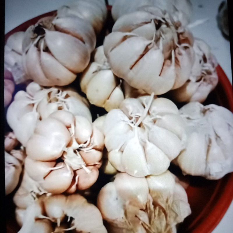 

bawang putih super berkualitas pilihan