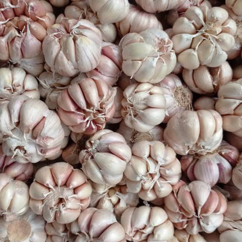 

bawang putih 1kg