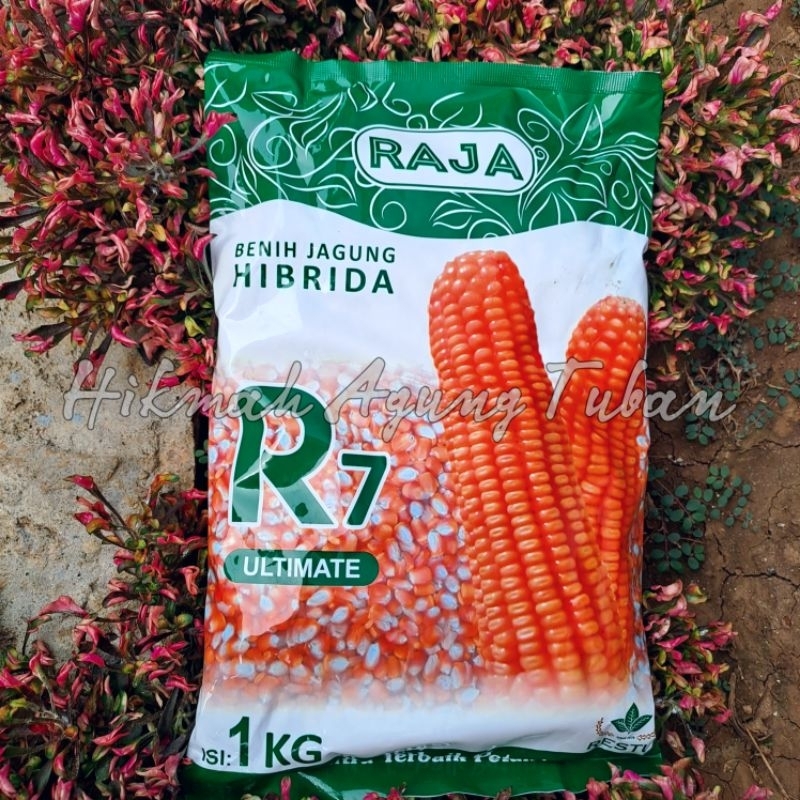 Benih Jagung Hibrida Restu R7 Ultimate 1kg
