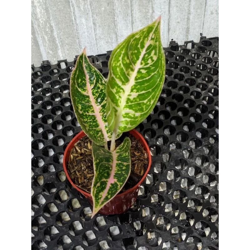 AGLONEMA MUTIARA ALBA/ALBA MUTIARA