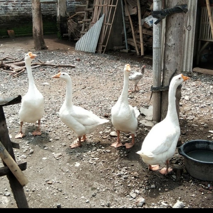 

TELUR FERTIL ANGSA SOANG SWAN PUTIH JUMBO UNTUK DI TETASKAN