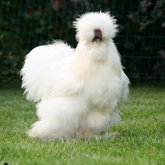 TELUR FERTIL AYAM HIAS SILKY AYAM KAPAS UNTUK DI TETASKAN