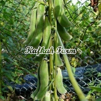 Benih 5 Biji KACANG KORO Hitam