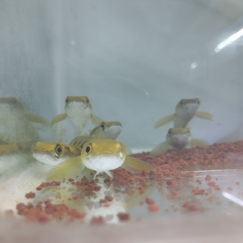 Maru jambi sortiran bar simet, rapih, bersih