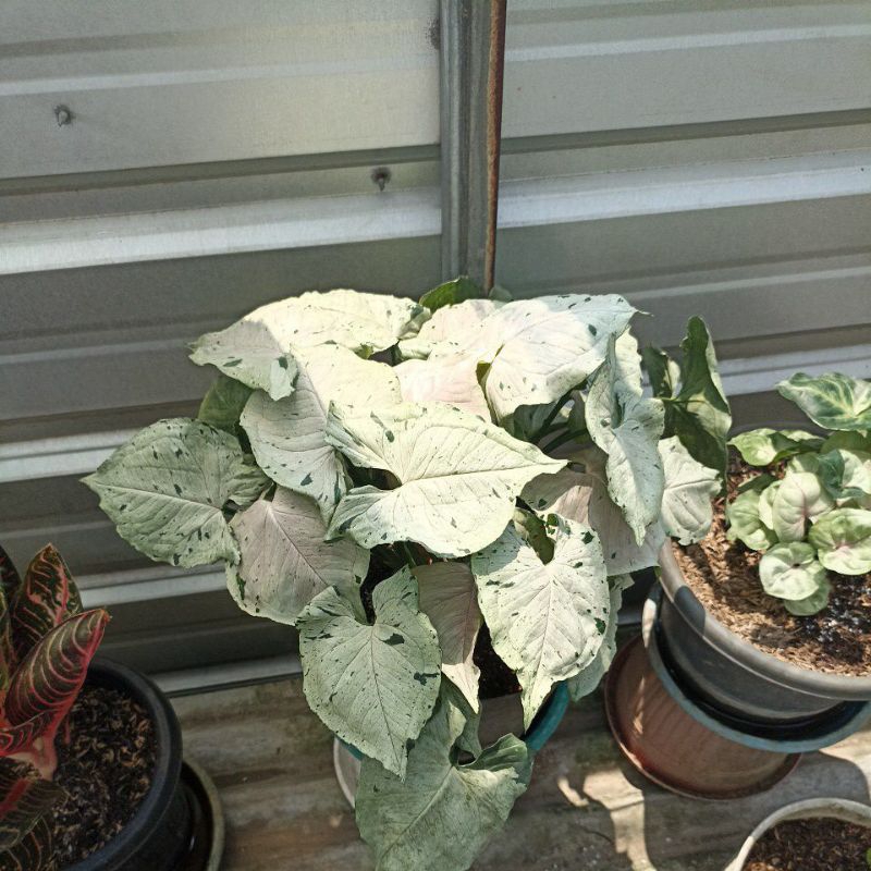 Syngonium Green Splash