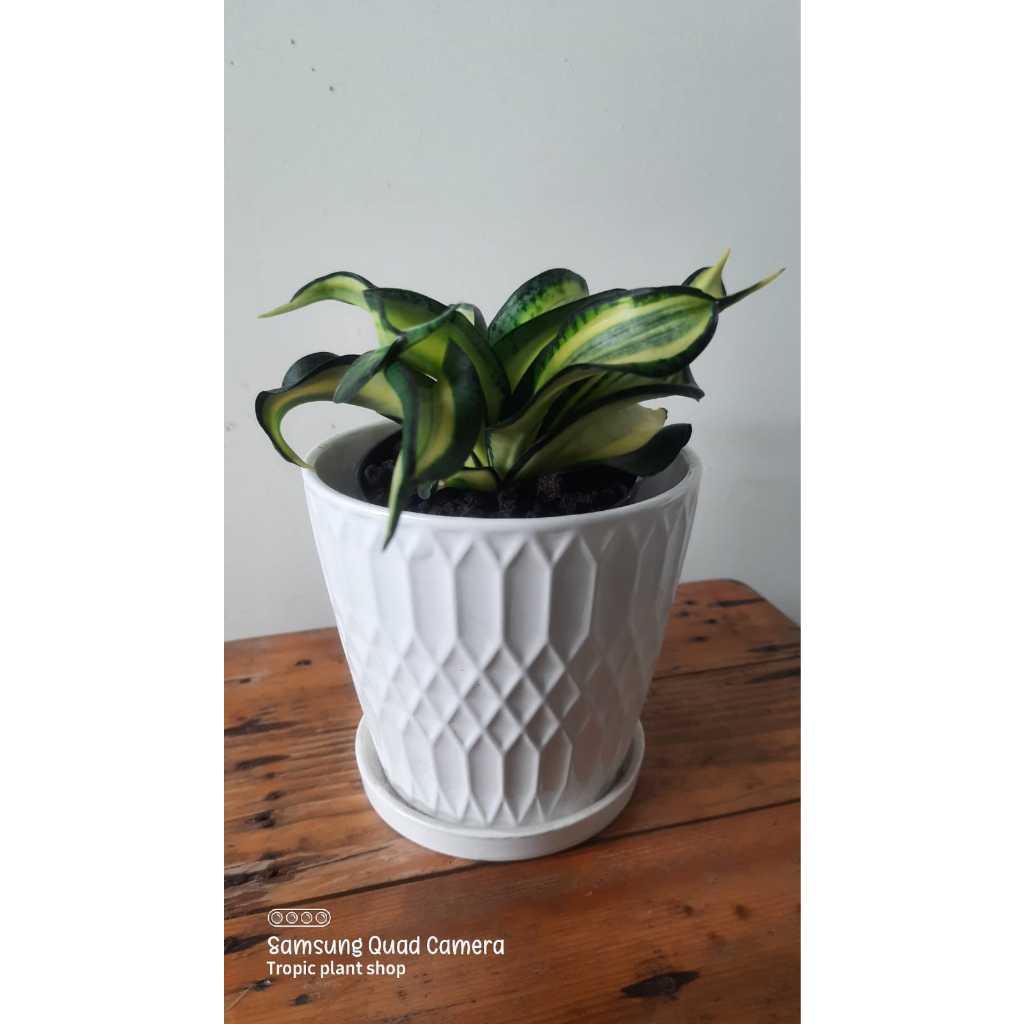 Tanaman Indoor Lidah Mertua