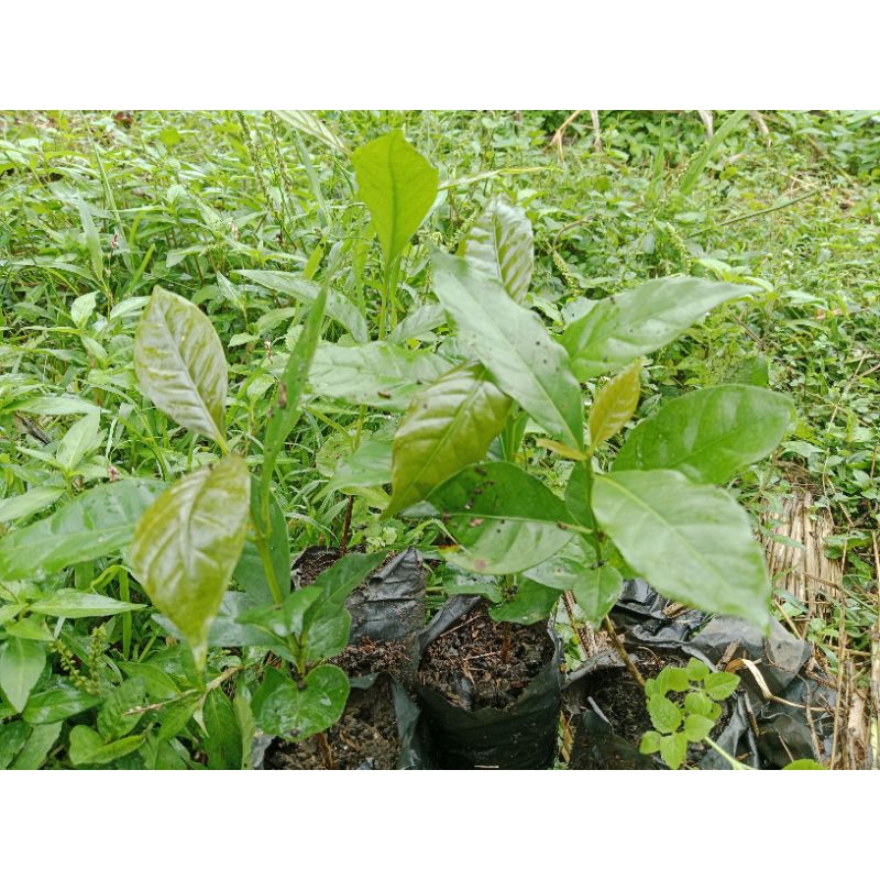 Bibit kopi Arabika Ateng Super Pucuk Merah