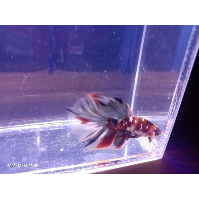 halfmoon red koi copper