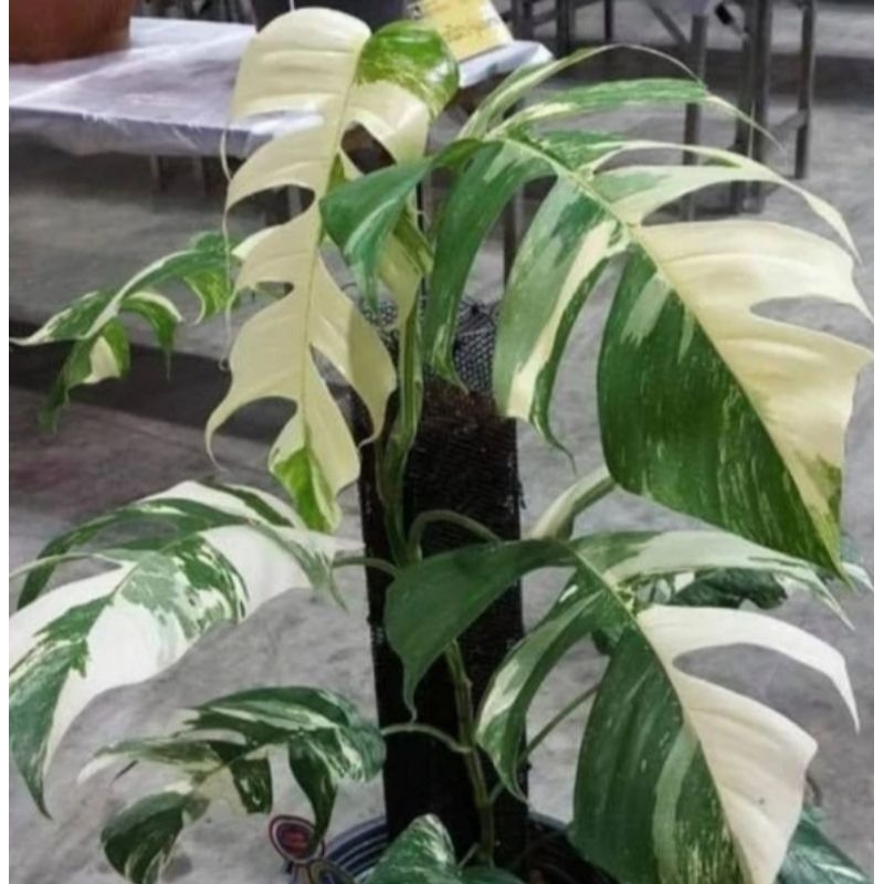 tanaman hias asli monstera varigata epipprenum /monstera varigata/daun besar