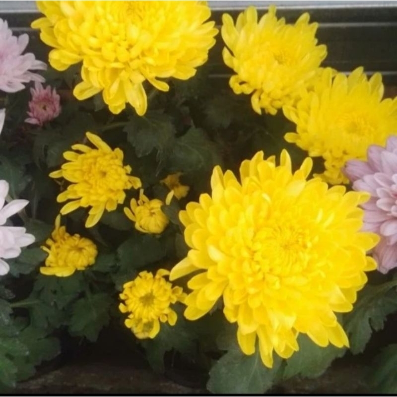Bunga Potong Krisan Kuning 10 Batang