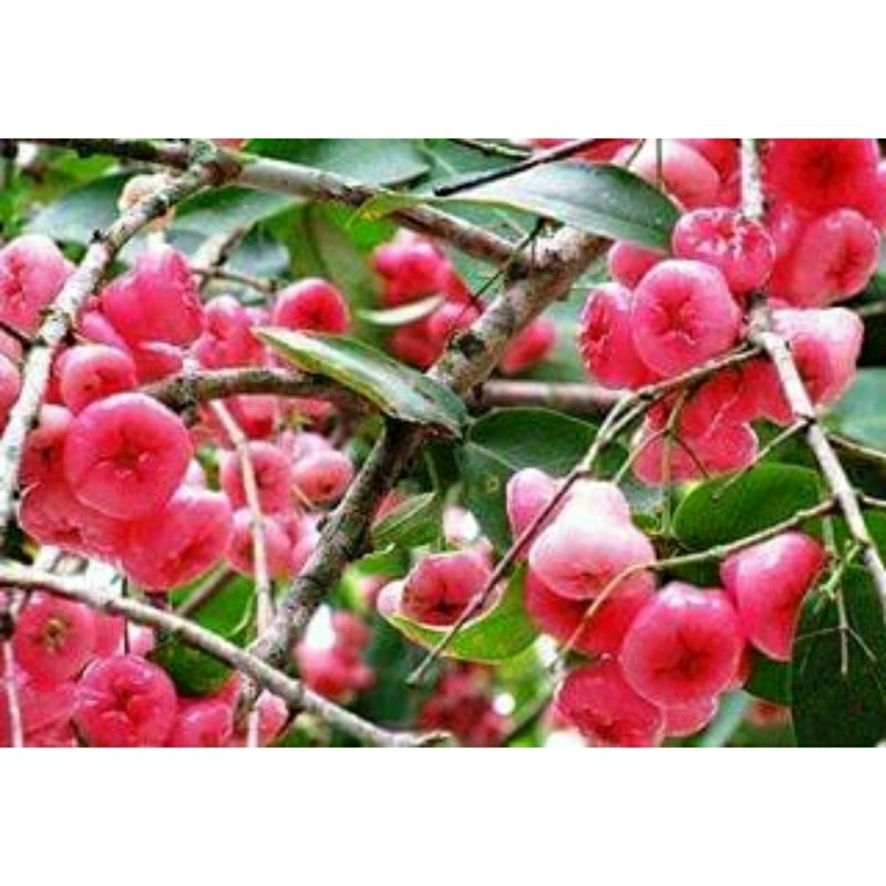 

Daun jambu air segar 100g