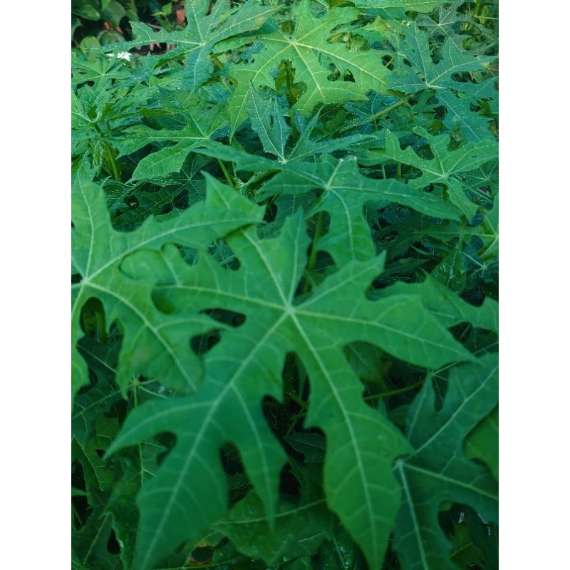 

Daun gedi/ daun pepaya jepang, sayur organik herbal alami