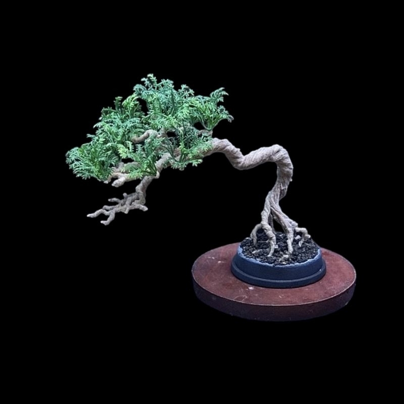 Bonsai Mame