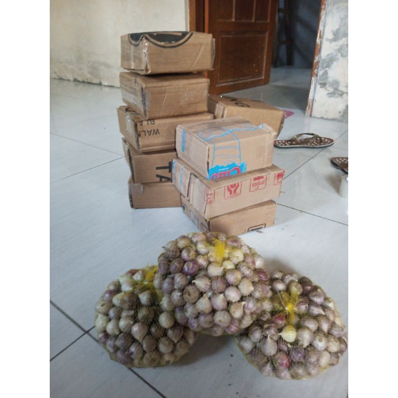 

bawang putih tunggal