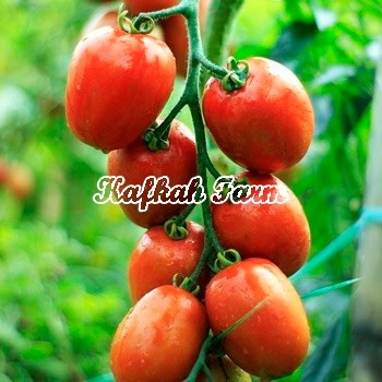Benih 5 Biji Tomat TM BLAZER