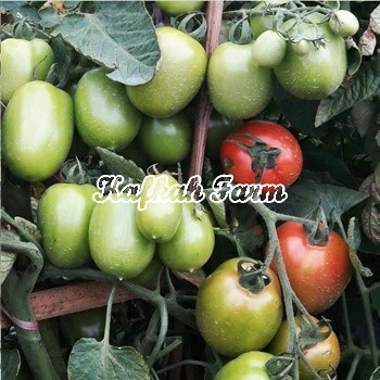 Benih 5 Biji Tomat TM MARVEL