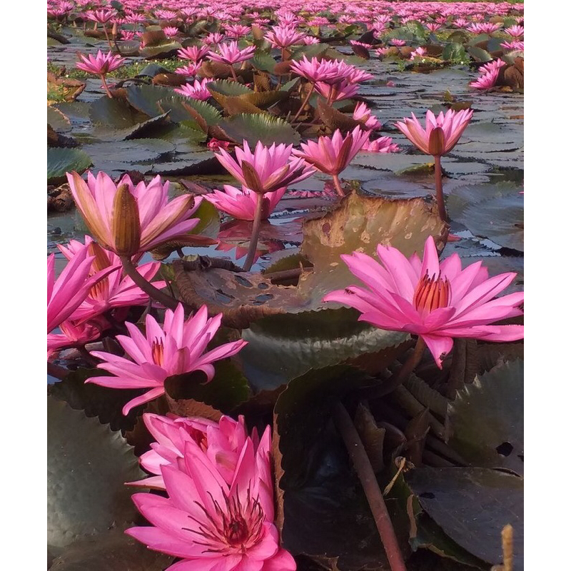 lukisan cetak gambar bunga merah plus bingkai
