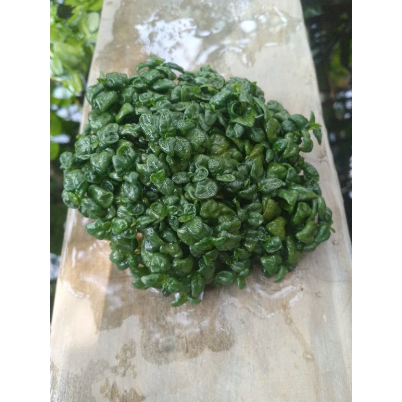 Tanaman Aquascape angguran gren low c02