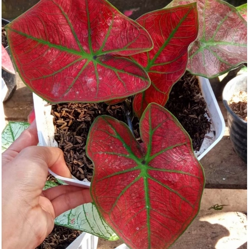 ( BISA COD ) Caladium / Keladi Merah Mutasi Tanaman Hias Caladium / Keladi Merah Mutasi Merah Murah 