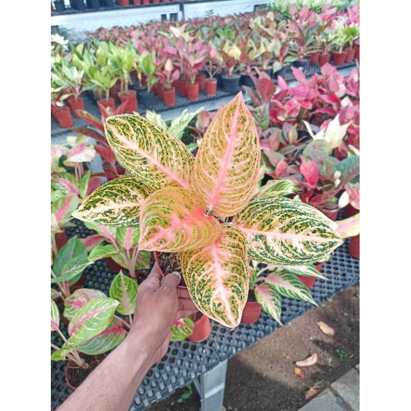 Aglonema Widuri Orange