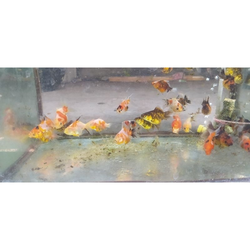 ikan mas koki oranda pancawarna calico sakura tiger ukuran jari atau jempol