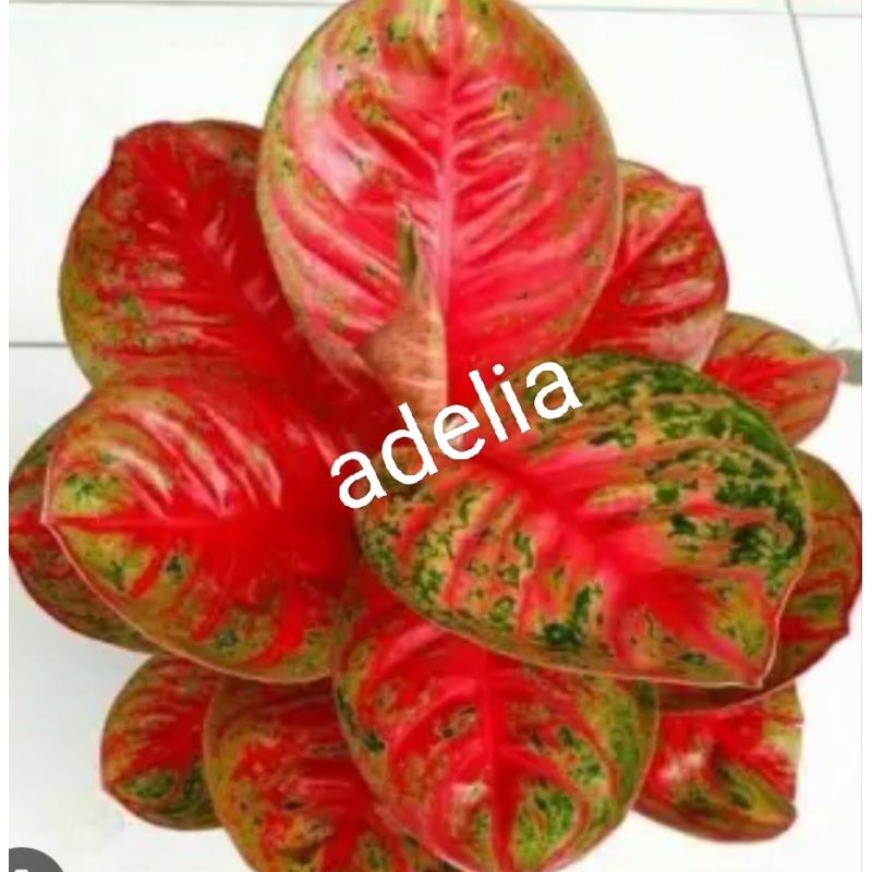 Bunga aglonema Wulandari/aglonema Wulandari