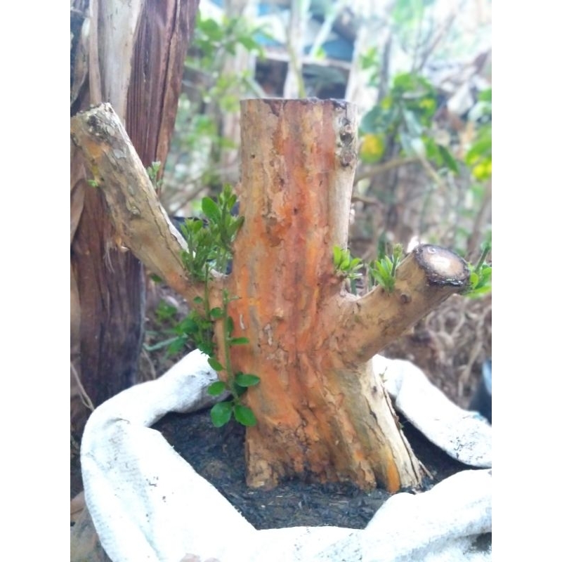 BAHAN BONSAI SISIR/KALIAGE JUMBO MELIUNG (SUDAH HIDUP/REAL PIC)