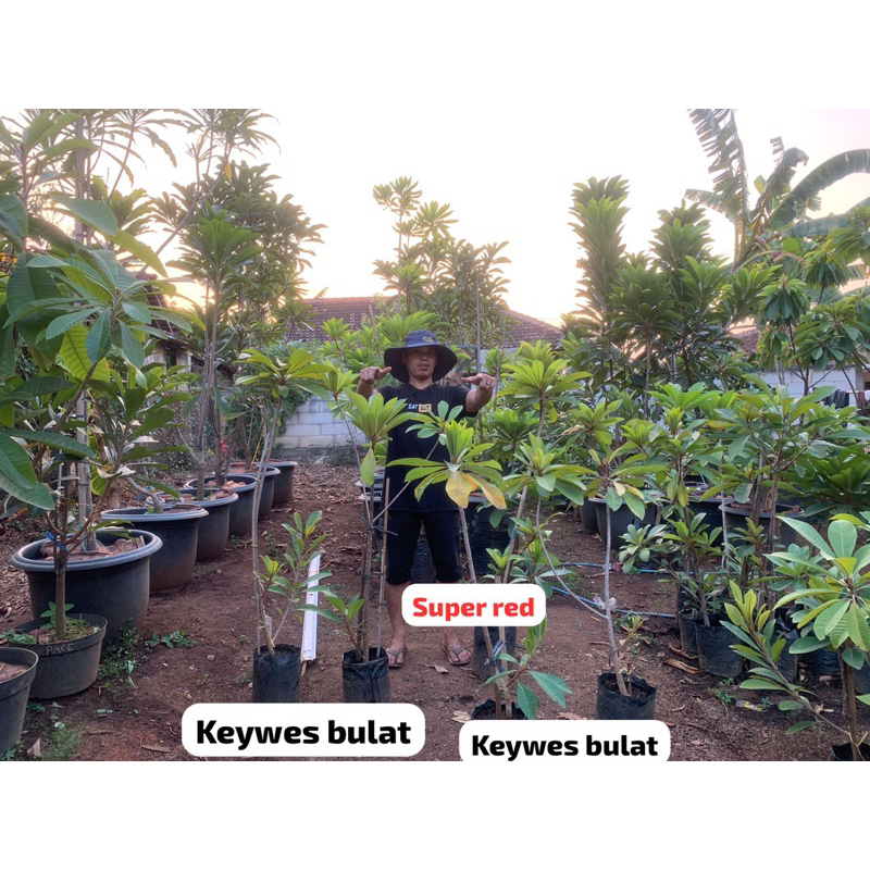 BIBIT MAMEY SAPOTE SUPER RED  dan magana EMINA GARDEN