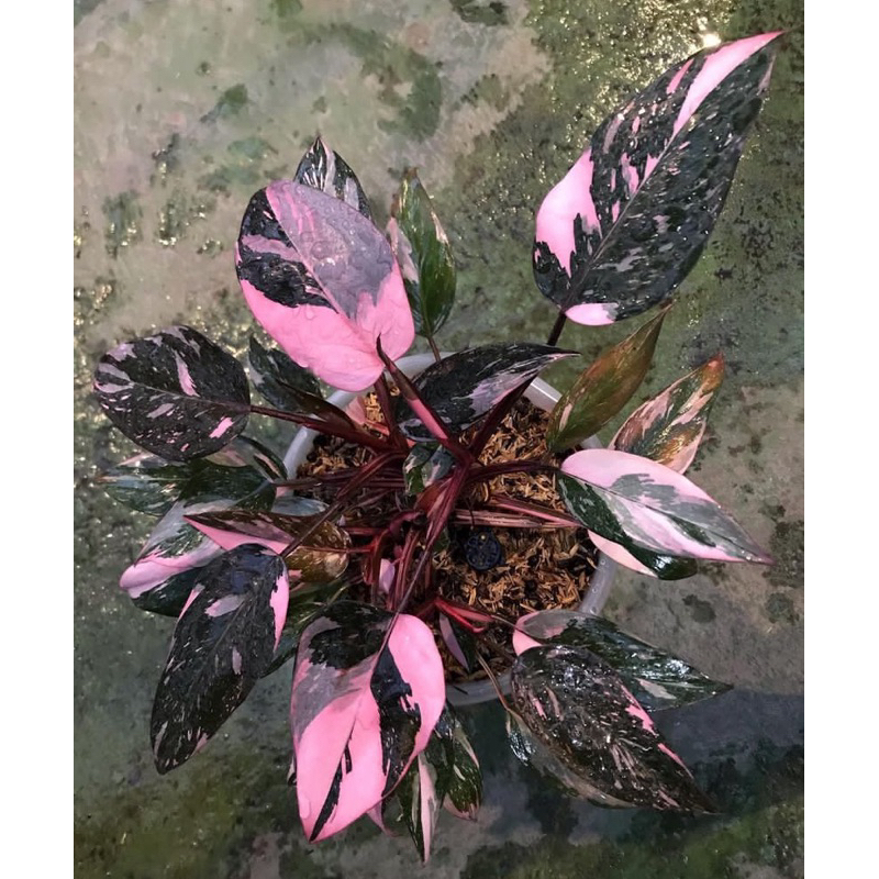 PHILODENDRON PHILO PINK PRINCESS