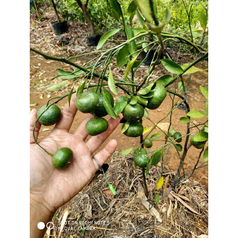 bibit jeruk santang madu berbuah/jeruk santang hijau/santang madu hijau