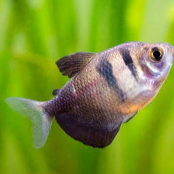Black Skirt Tetra Ikan Hias Aquarium Aquascape GOJEK MEDAN
