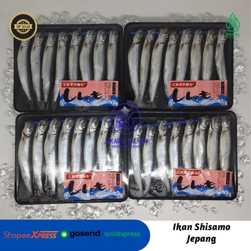 

Ikan Shisamo/ Ikan Capelin/ Shisamo Premium/ Ada Telur