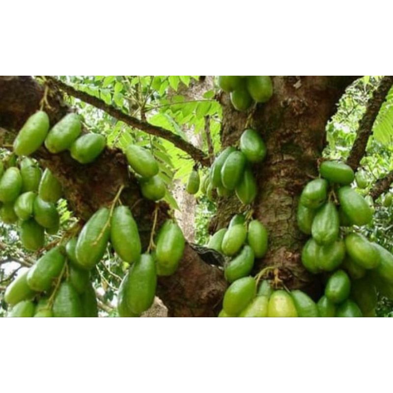 

BUAH BLIMBING WULUH | BLIMBING SAYUR SEGAR 250GR