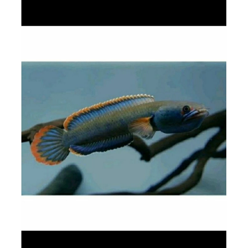 baby limbata lawu cb rim tebal size 4-5cm calon rim tebal
