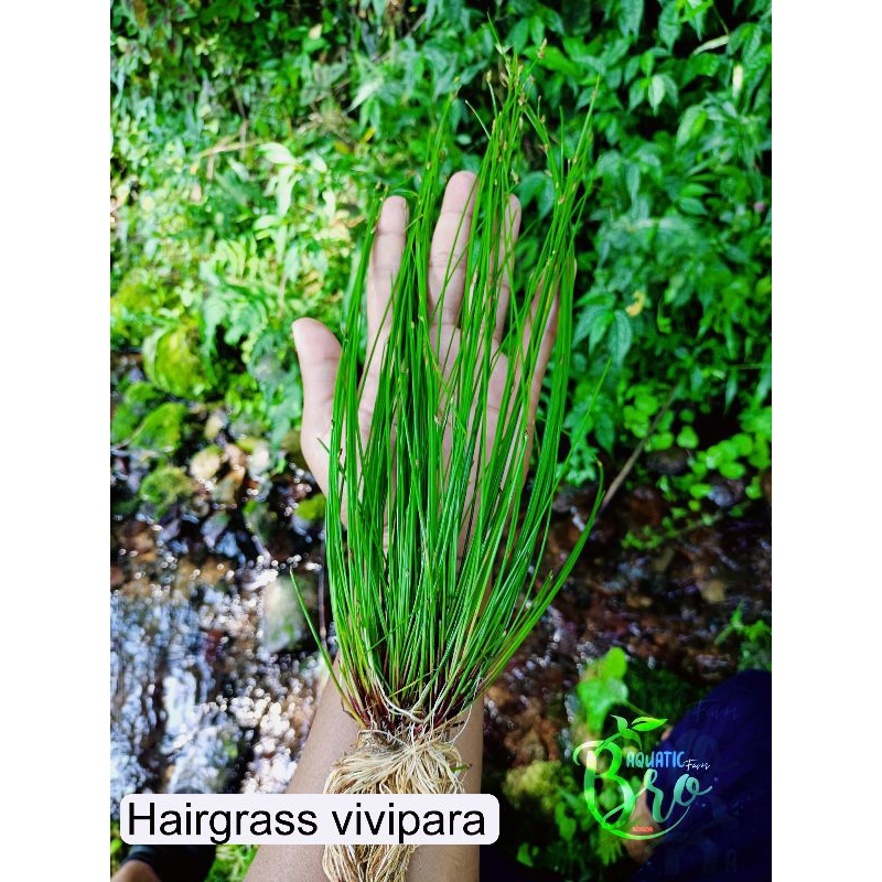 Tanaman Aquascape Hairgrass Vivipara 1 clump