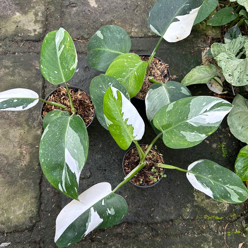 Philodendron White Wizard Real Pict